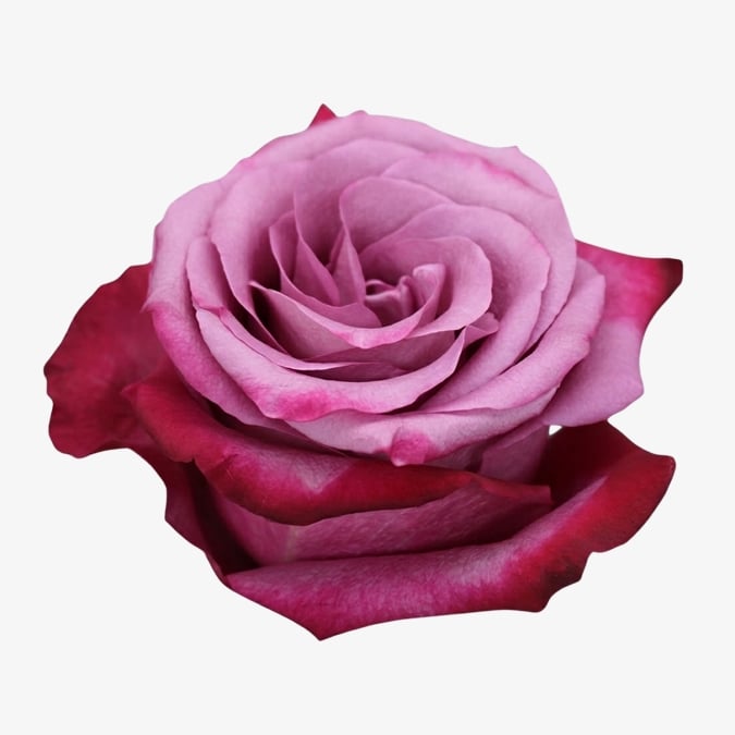 rose-violet-hill