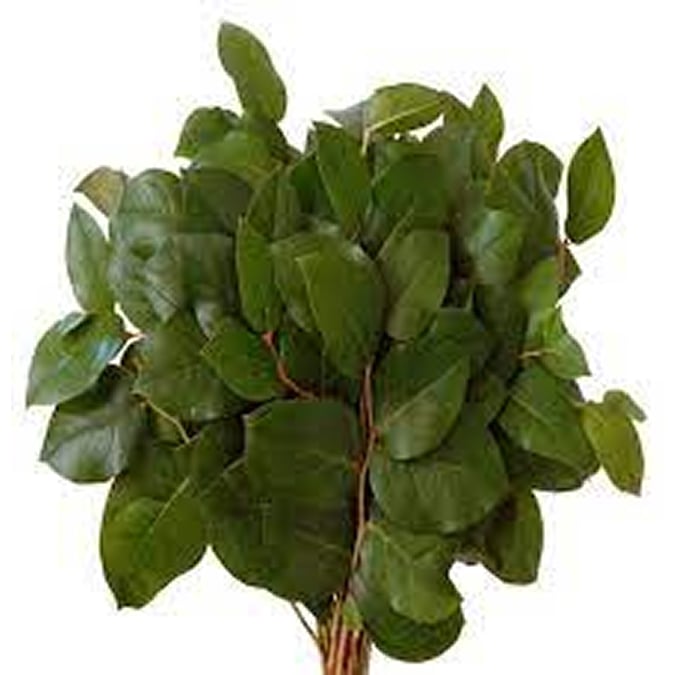 salalGreen