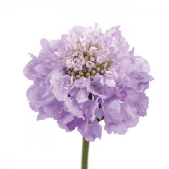 Lavender Scoop