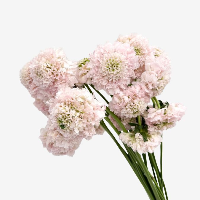 Focal Baby Pink