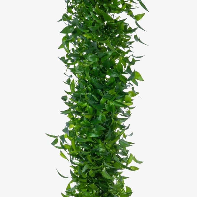 smilax_southen_smilax