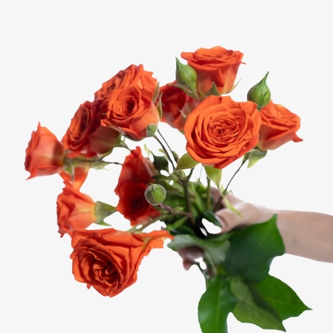 spray_roses_bright_sensation