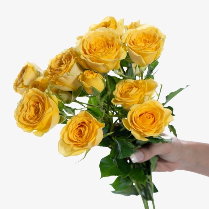 spray_roses_brilliant_stars_leo