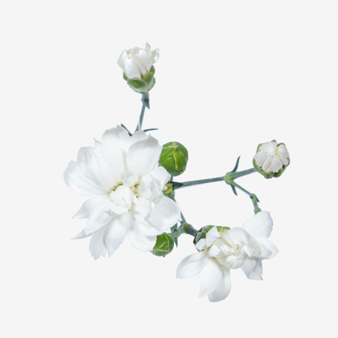 star_snow_tessino_dianthus