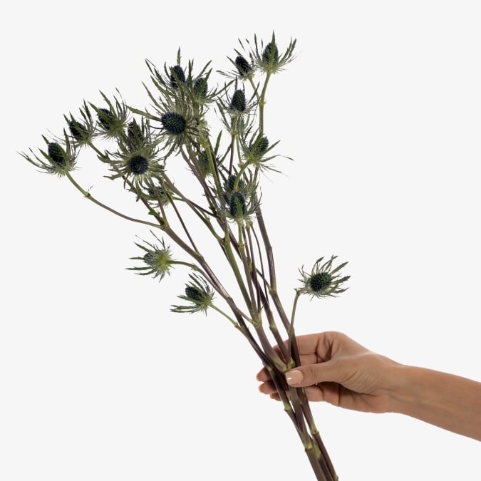 star_thistle_blue_lagoon