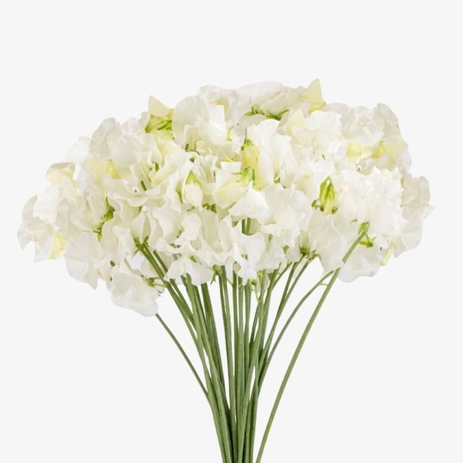 sweet-peas-yuki