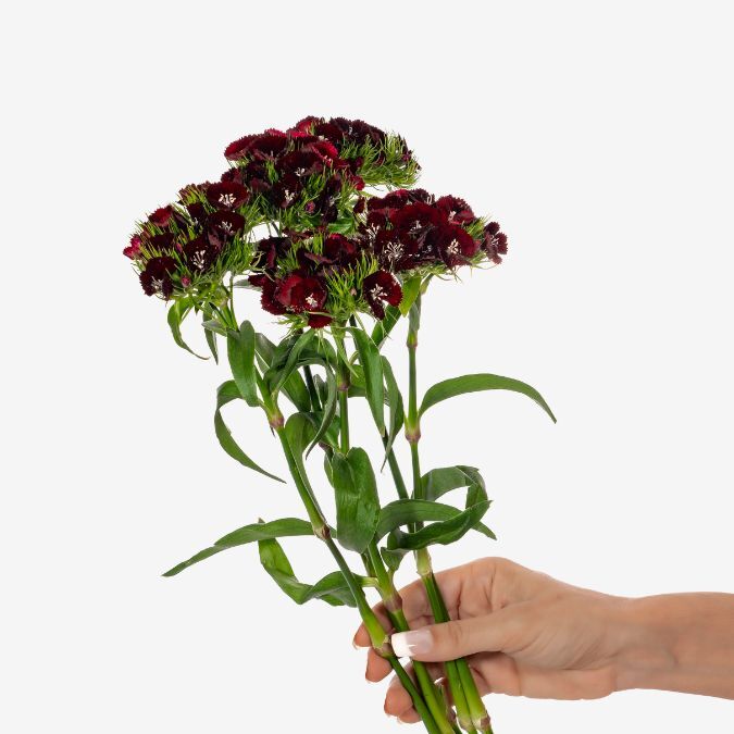 sweet_william_burgundy_dianthus