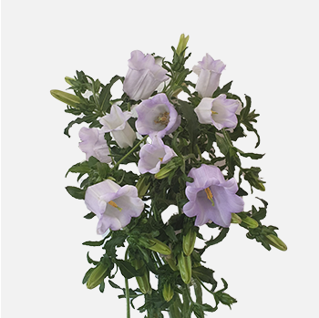 Lavender Campanula