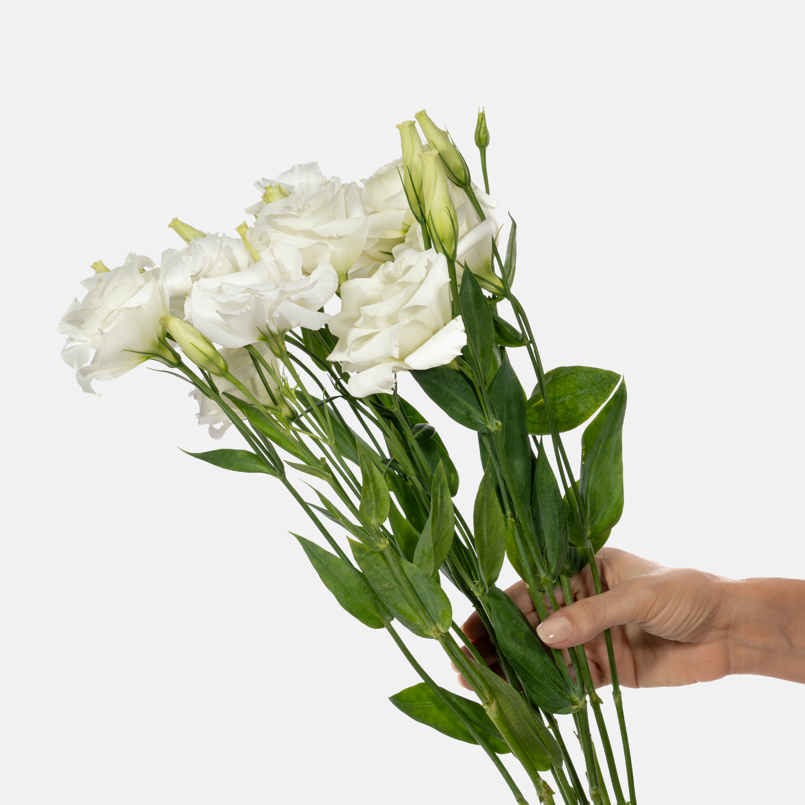 Anthurium