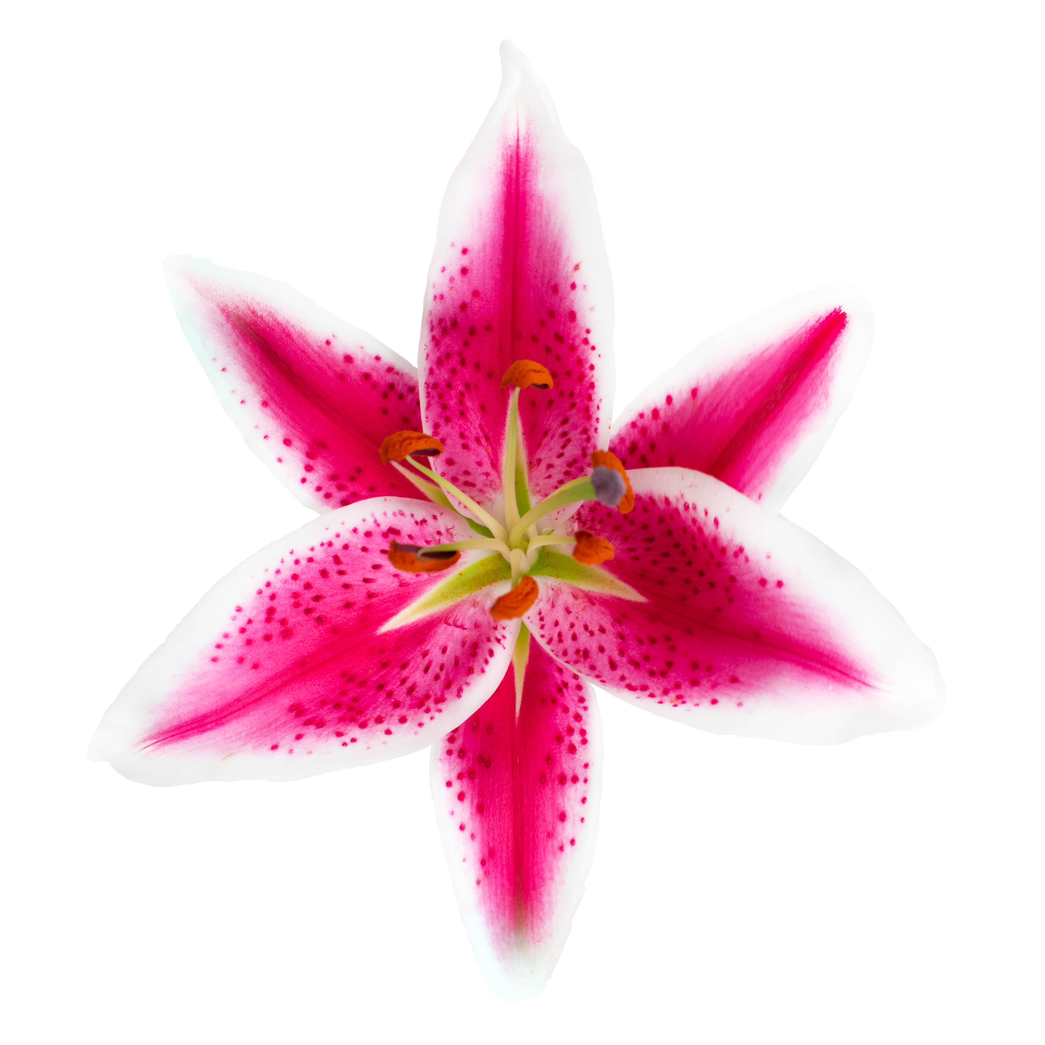 OTLily_Starfighter_Pink_SingleSt_X