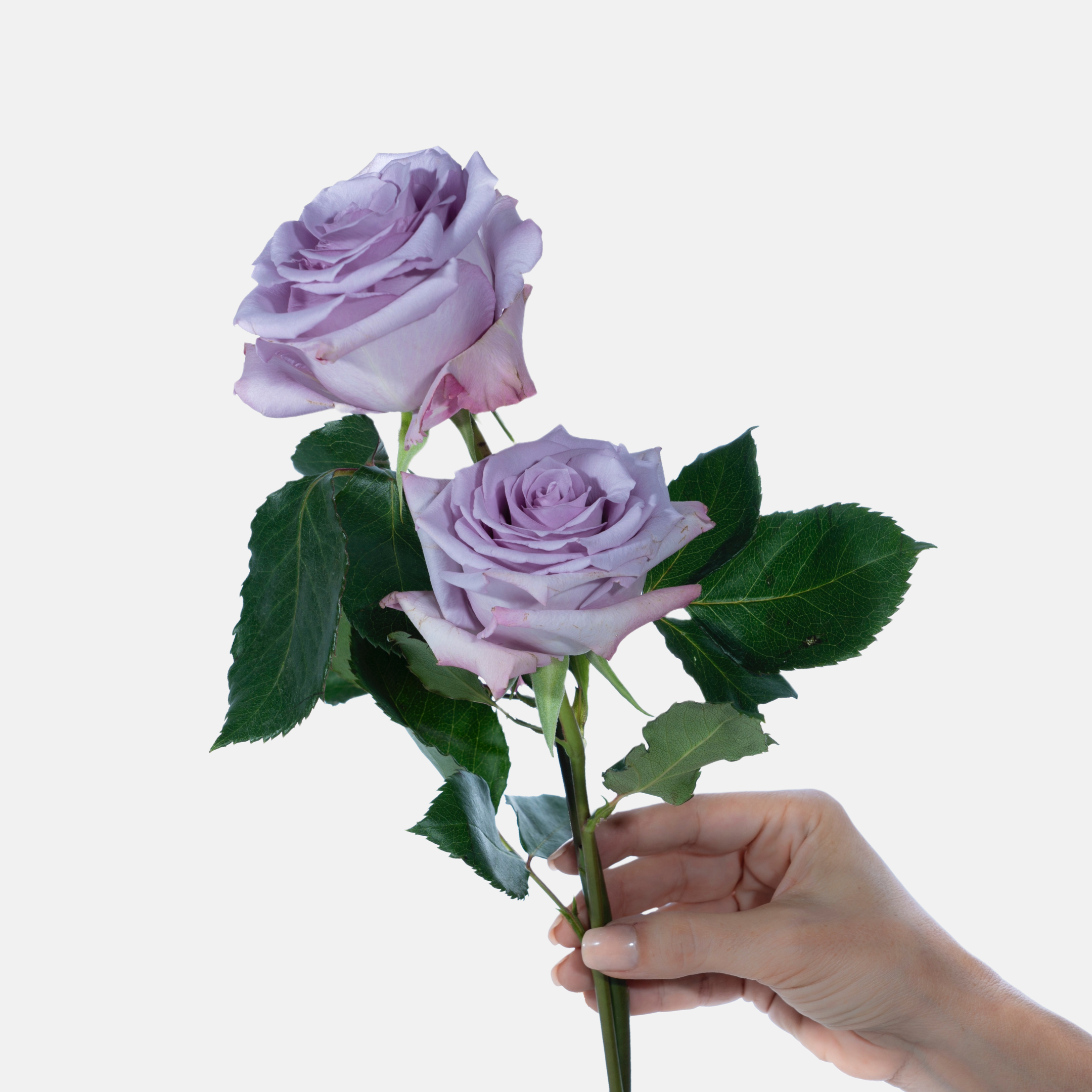 Ocean Song Rose