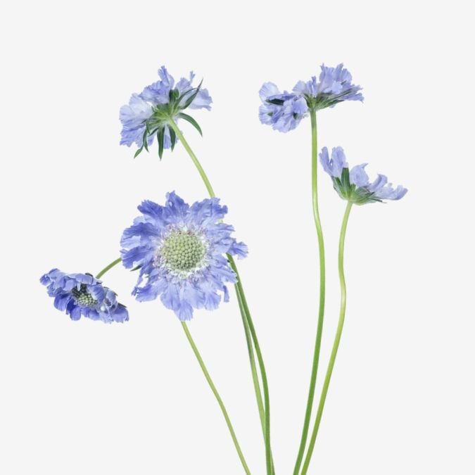 Caucasian Lavender