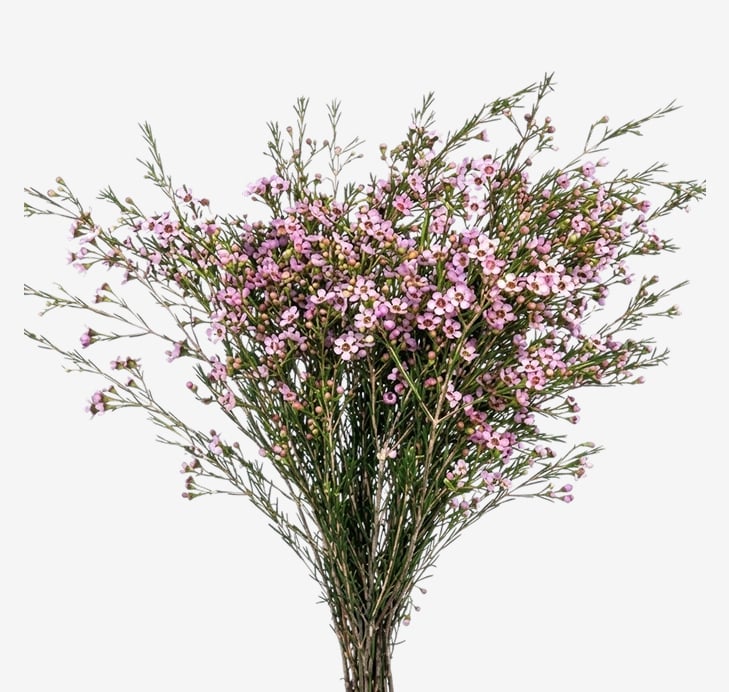 Pink Farm Choice