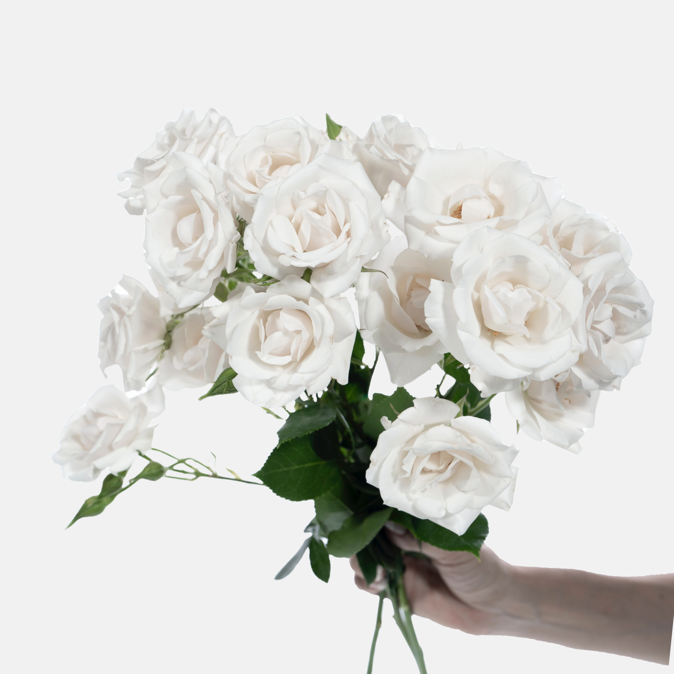 Carnation