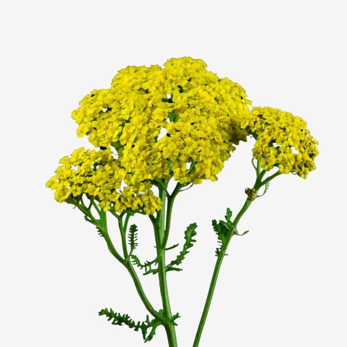 Yellow Parker