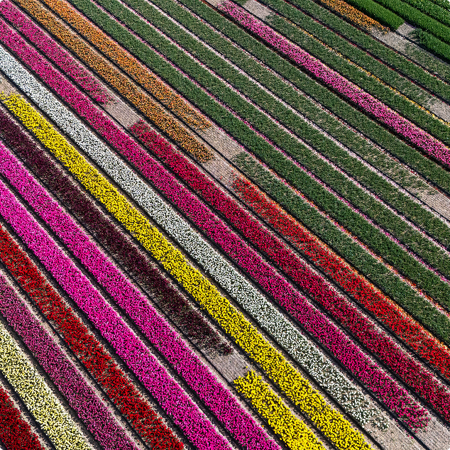 Inside the Dutch Flower Auction: How Florists Source Smarter with iBuyFlowers