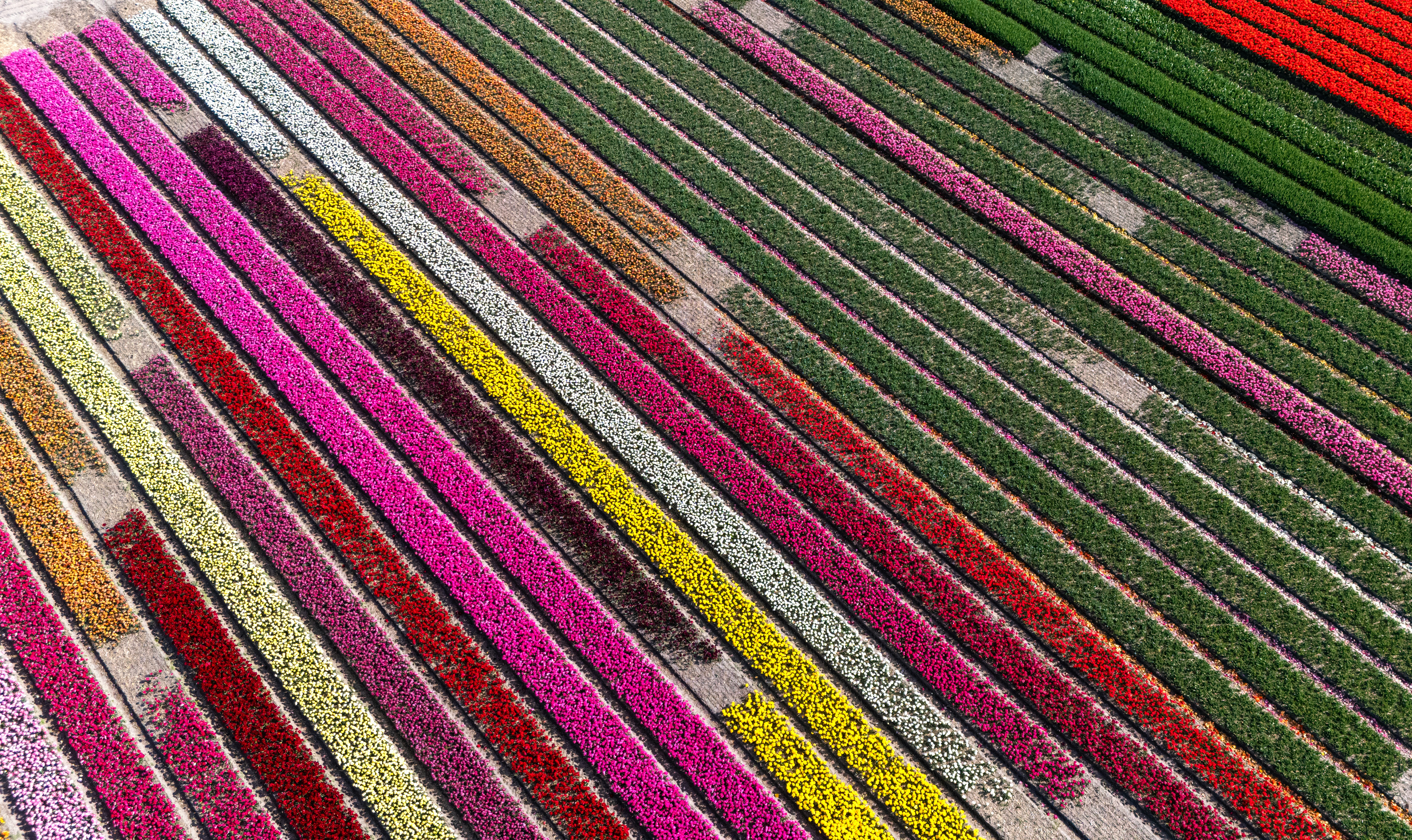 Inside the Dutch Flower Auction: How Florists Source Smarter with iBuyFlowers