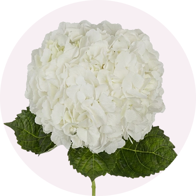 Hydrangea_Shocking_Blue_Select