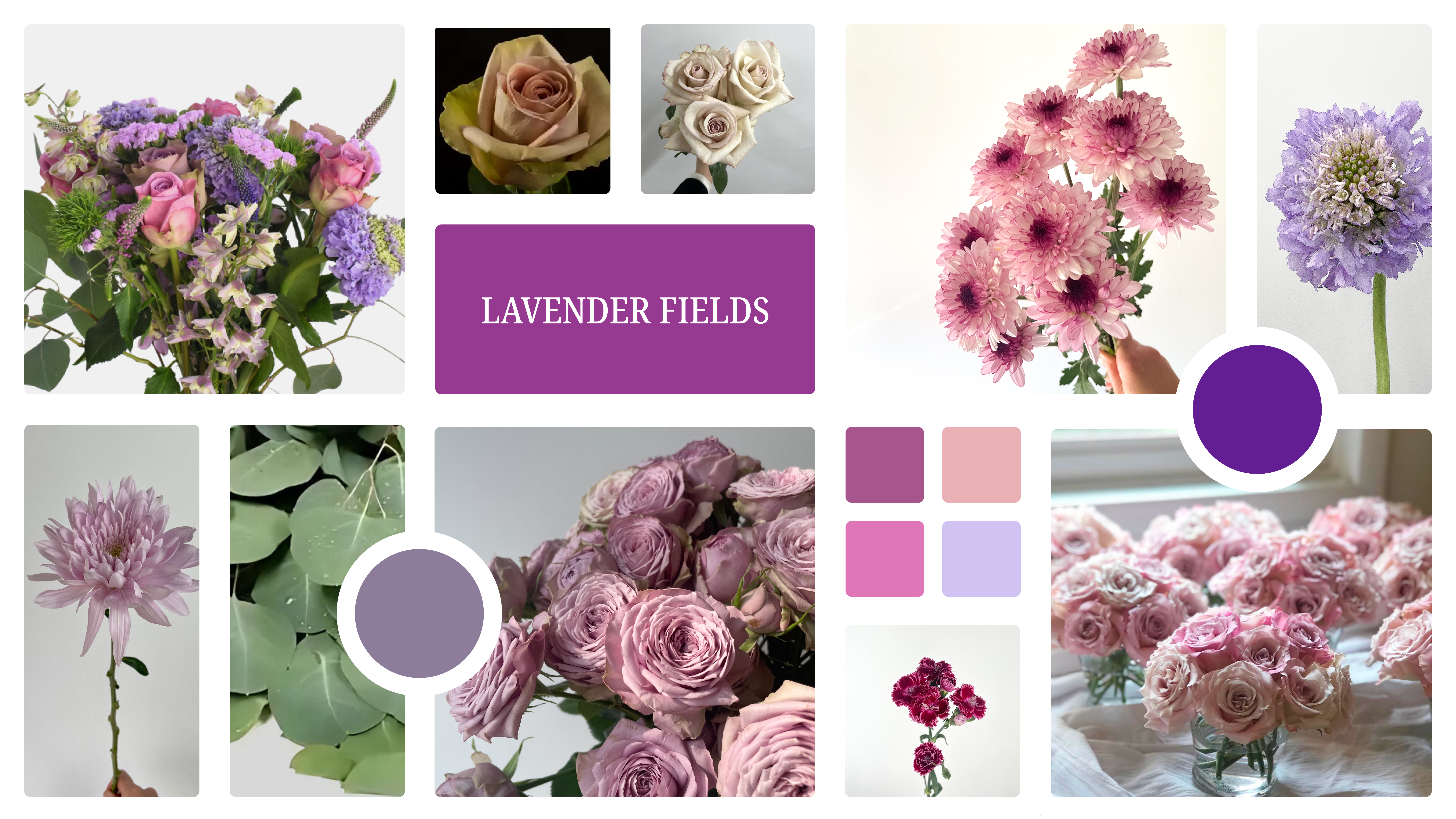 lavender fields1